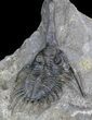 Spiny Psychopyge Trilobite - Excellent Preparation #40599-3